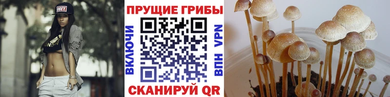 Галлюциногенные грибы Psilocybe  закладка  Туран 