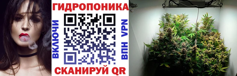 Конопля планчик  Туран 